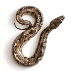 Obraz premium Captivating Close-Up of a Serpent on a White Background