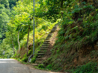 Obraz premium footpath in the forest