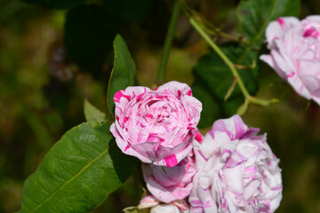 Rose Variegata di Bologna flowers