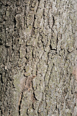 Golden rain tree bark detail