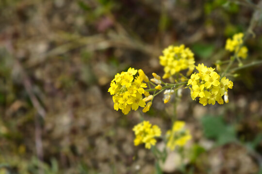 Yellow tuft flowers