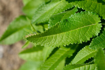 Common hedgenettle leaves