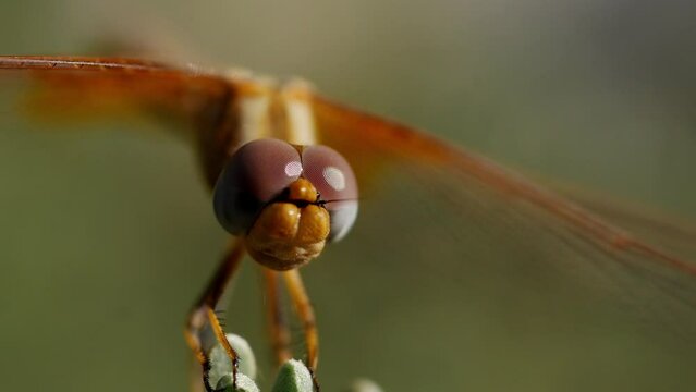 Macro de cabeza de hembra de odonato Trithemis kirbii, lib&eacute;lula