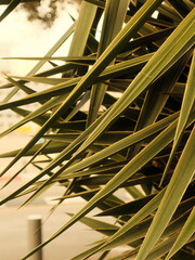 Vibrant close-up of Yucca leaves with golden sunlight, ideal for travel and lifestyle publications