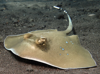 Blue-spotted sting ray from Bali