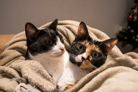 Pair of cats, one male and one female. Cats together in a blanket. Black and white cat and tricolor cat.