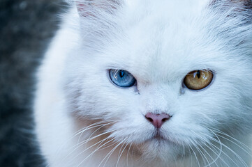 portrait of a cat with different eyes