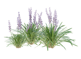 Lily turf, flowers grass bushes shrub and small plants isolated