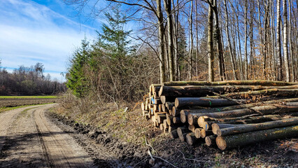 Storage of firewood, work in the woods, cut wood, woodcutter, firewood for fireplace, collect firewood in the woods