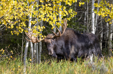 Bull Shiras Moose During the Fall Rut in wyoming