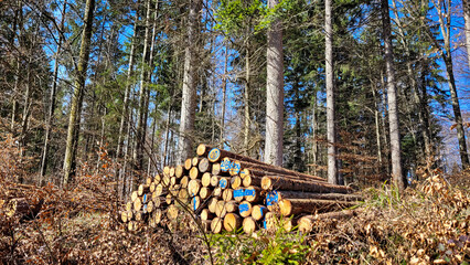 Storage of firewood, work in the woods, cut wood, woodcutter, firewood for fireplace, collect...