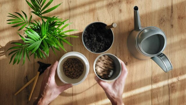 Replanting house plants, stock footage video 4k