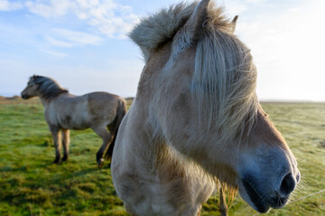 White horses near Nebel on Amrum island (Schleswig-Holstein, Germany)
