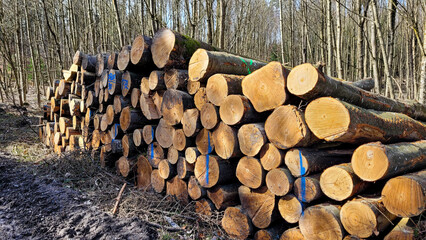 Storage of firewood, work in the woods, cut wood, woodcutter, firewood for fireplace, collect...