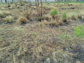 grass in the dunes, grey field for meditation, break for refreshing mind 