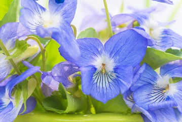 Muurstickers Close up for blue viola or violet, horned pansy © stsvirkun