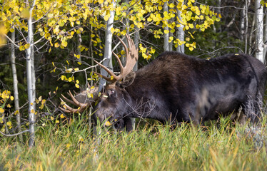 Bull Shiras Moose During the Fall Rut in wyoming