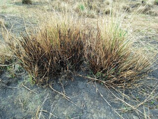 grass in the wind, grassy field background, close up detail 