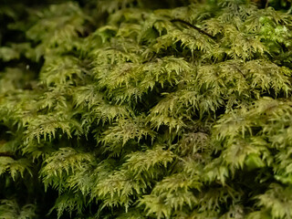 mousse sur arbre