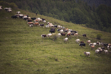 Cows pasture on grass in Alpine mountains. mountain landscape with caws on pasture.  Healthy food farming concept. 