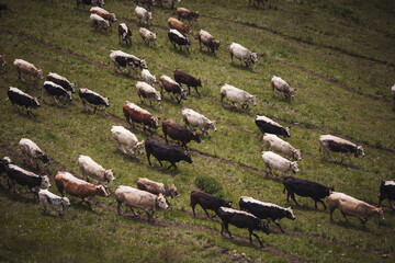 Cows pasture on grass in Alpine mountains. mountain landscape with caws on pasture.  Healthy food farming concept. 
