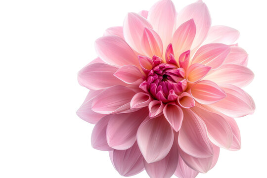 blooming beautiful pink flower isolated on transparent background With clipping path.3d rendering