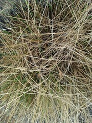 Close up detail of dry grass straw, grass texture as a wallpaper background, grass background, outdoor nature photography, natural beauty 