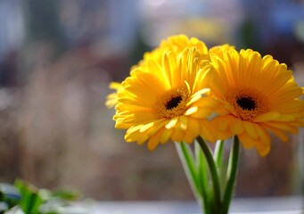 Beautiful yellow Gerberas