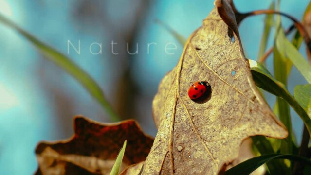 A vibrant red ladybug crawls on a dry, brown leaf against a backdrop of soft blue sky and green foliage, symbolizing life amidst decay