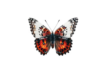 colorful isolated butterflies on white background
