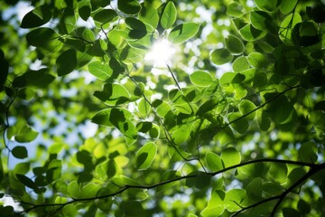 Fototapeta na wymiar Adorned Tree Branches Isolated on Transparent Background