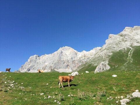 Paisaje monta&ntilde;a Asturias con vacas Picos&nbsp;de&nbsp;Europa, Spain