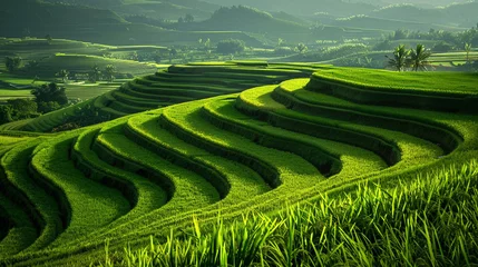 Stof per meter Rice terrace. Green wallpaper. Farmland or Meadown background. © Swaroop