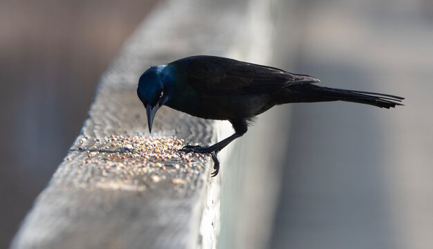 Common Grackle eating