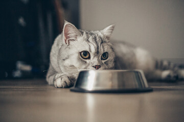 Beautiful little grey tabby kitten sitting by a bowl of milk, food, meat placed on the living room...