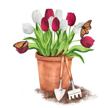 Hand-drawn watercolor illustration. Terracotta flowerpot with white and red tulips and butterflies. Garden pot with garden tools - rke and trowel