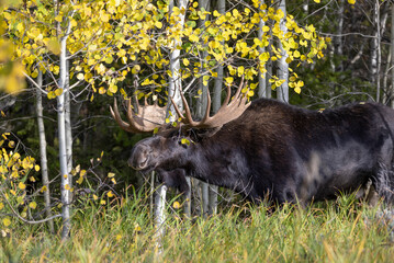 Bull Moose During the Rut in Wyoming in Autumn
