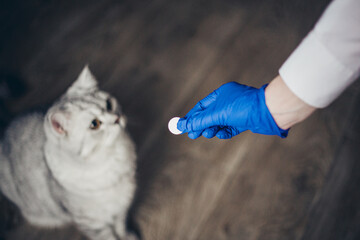 Veterinarian giving pill to cute british cat in vet clinic.