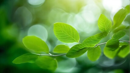 Fototapeta na wymiar Calm nature background of spring leaves: A close-up view of a tree branch covered in lush green leaves, bathed in soft morning light, mindfulness and meditation, wallpaper