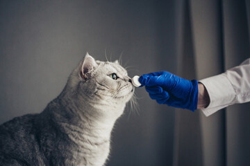 doctor in blue gloves in a veterinary clinic gives a pill to a british gray cat.