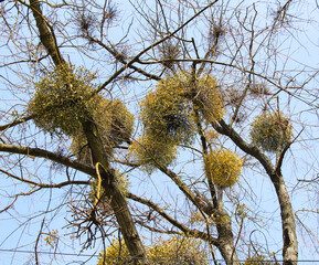 Mistletoe (Viscum album) parasitizes on a tree