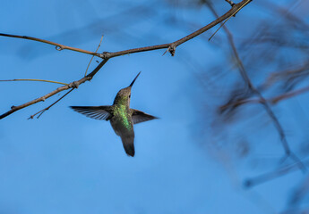 Hummingbird looking for nector and finding none - obrazy, fototapety, plakaty