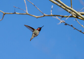 Fototapeta premium Hummingbird flying up towards the branches