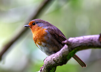European Robin Red Breast(Erithacus rubecula) in National Botanic Gardens, Dublin, Ireland
