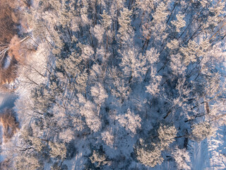 Frosty trees in a forest from up above