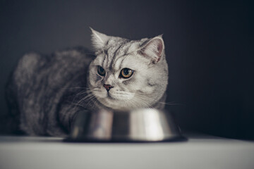 Hungry grey british cat sitting next to bowl of food at home kitchen and looking.