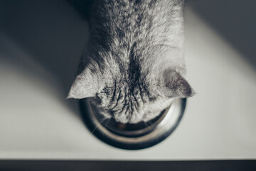 Adorable grey tabby british kitty standing with tail up close to metal bowl with feed and looking in camera on dark background. Cute purebred kitten going to eat. - obrazy, fototapety, plakaty
