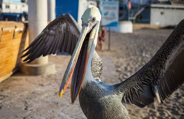 Fototapeten Pelican © Galyna Andrushko