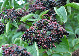 Bunch of elderberries with ripe berries