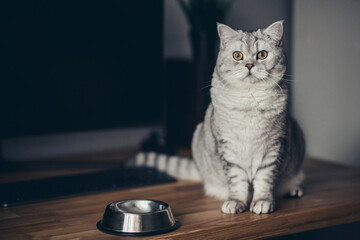 Adorable british cat near bowl of food indoors. Pet care.